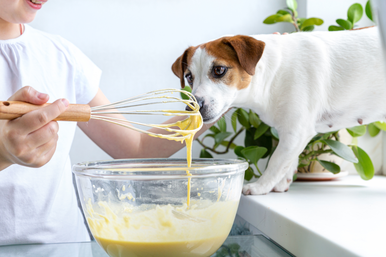 5 Simple Homemade Dog Food Recipes