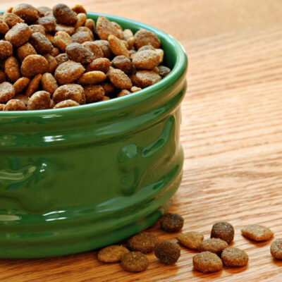 5 best dog foods that are great for your allergic pet