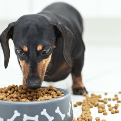 All About Dog Food