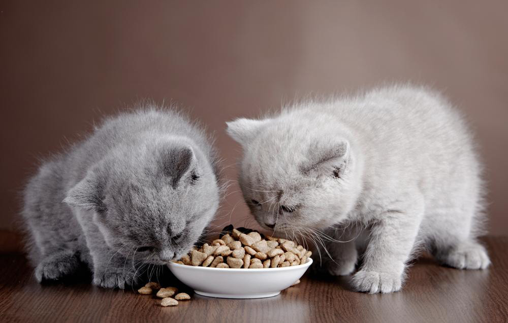 Homemade cat food samples you should be trying immediately