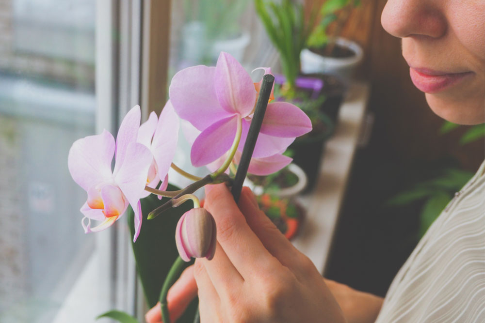 How to care for Orchids indoors