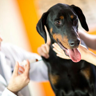 Signs of poisoning in canines