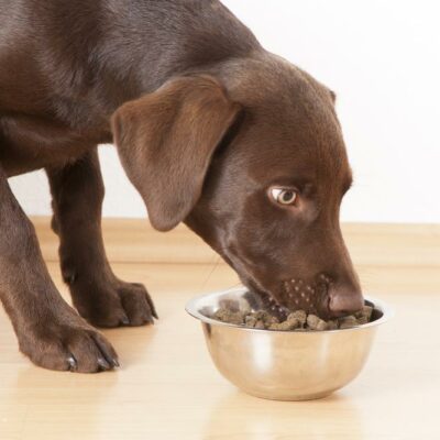 Things To Keep In Mind Before Buying Dog Food