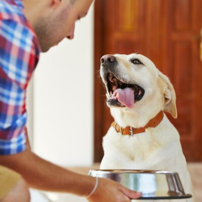 Things You Should Know About The Best Puppy Food In The Market