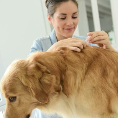 4 Essential Things To Know About Handling Fleas On Dogs