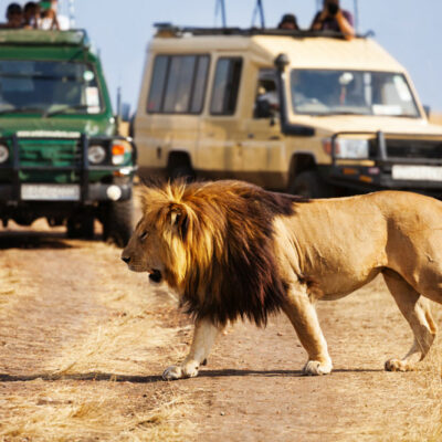 8 Best Safari Tours in Africa