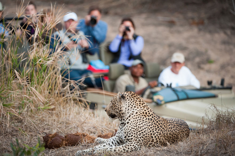 Factors to consider while choosing the best travel agency for an African safari