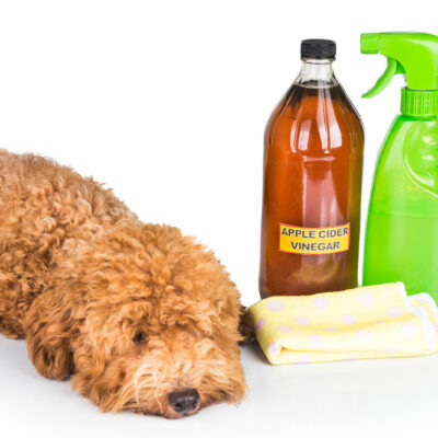 Manage flea and tick infestations with these home remedies