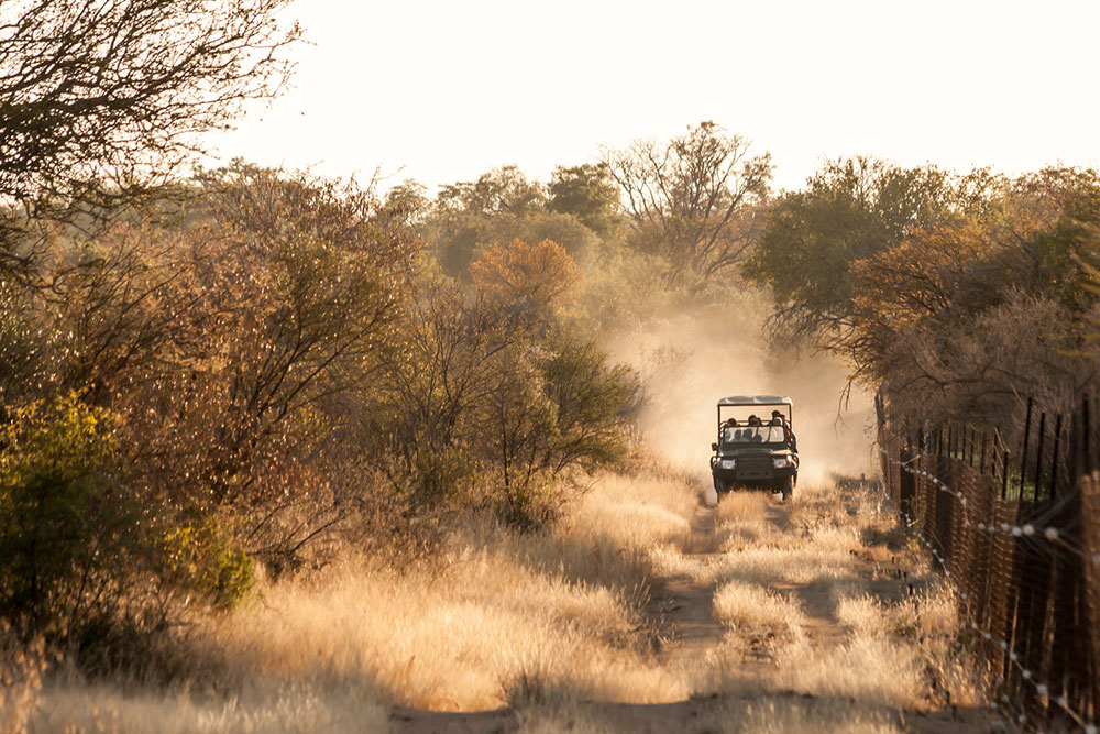 Tips for a Budgeted South Africa Safari Tour