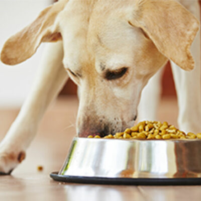 Tips to pick healthy dog food