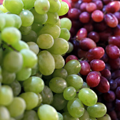 Toxic Foods for Dogs