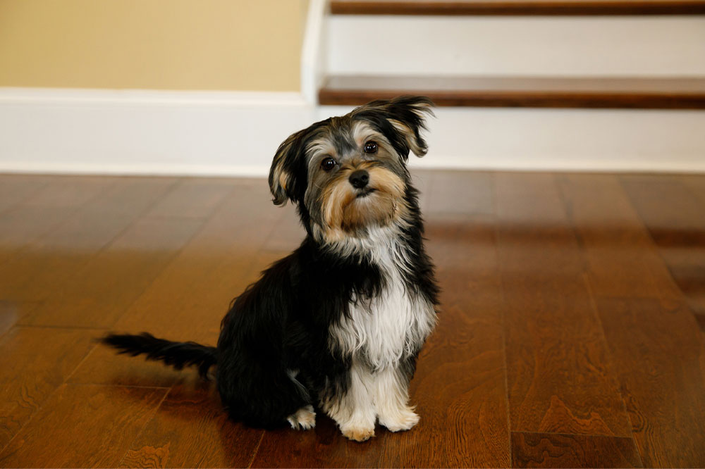 10 Things to Be Aware of Before Buying a Morkie Puppy