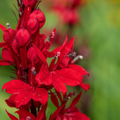 A Guide on Attracting Hummingbirds to the Backyard