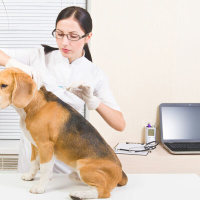 Dog Microchipping Benefits and Top Picks