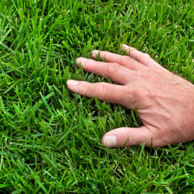 How to Successfully Overseed a Lawn: A Step-by-Step Guide