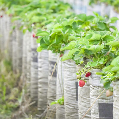 Key Things to Know When Fertilizing Strawberry Plants